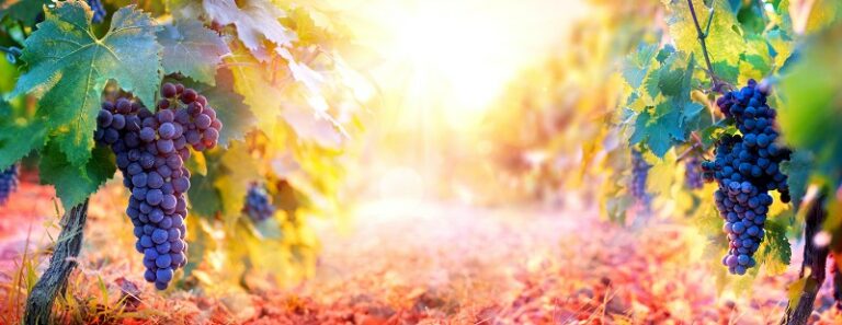 ART-AND-WINE-AT-SH-71 ART-AND-WINE-AT-SH-71