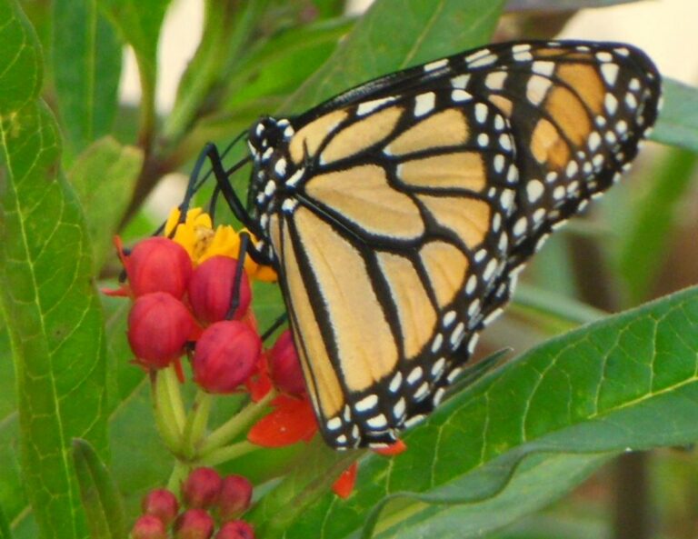 IMG_3293-1 IMG_3293-1