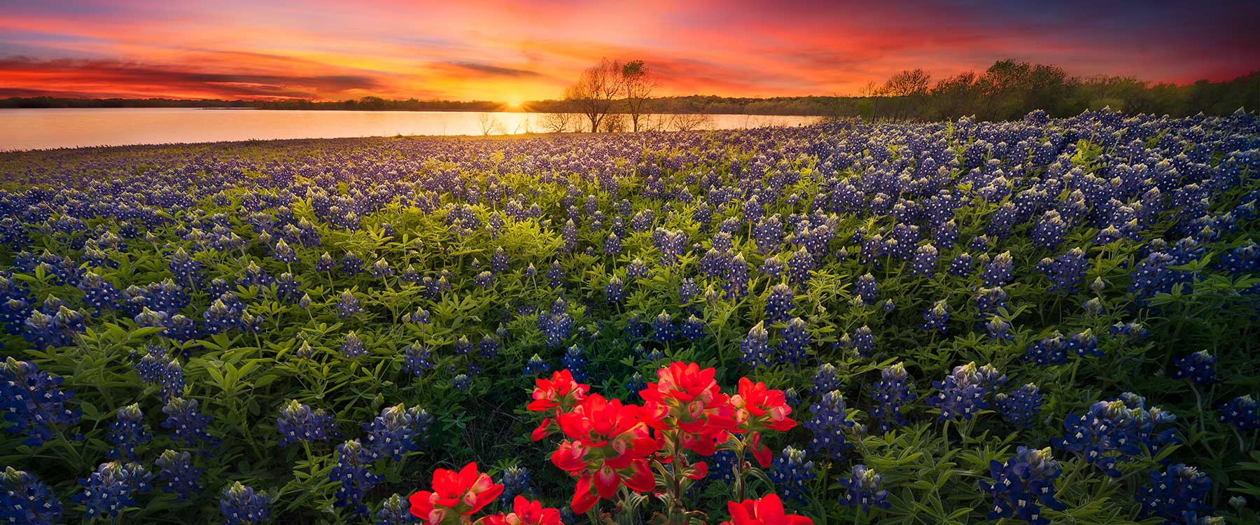 Bluebonnets at the lake