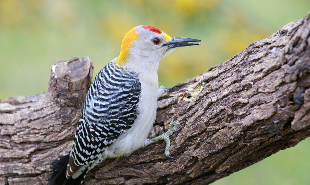 A golden-fronted woodpecker